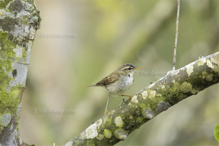 Nordischer (Wander-)Laubsänger